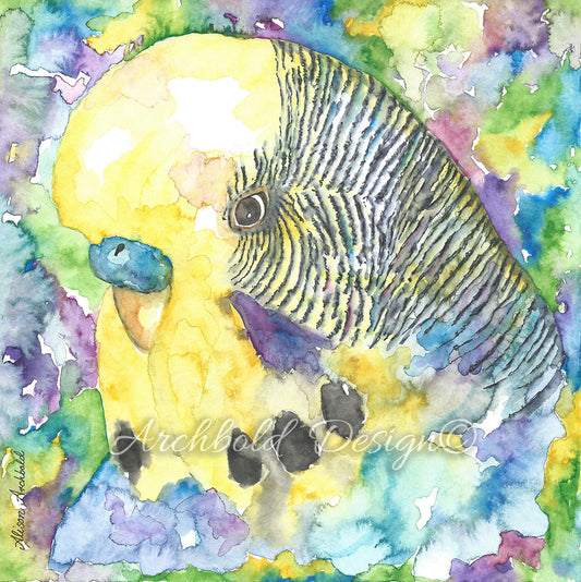 Greeting Card Budgie Cobalt Goldface Archbold Design